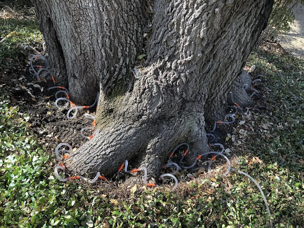 Detailed Tree Cabling and Bracing job site in East Marion