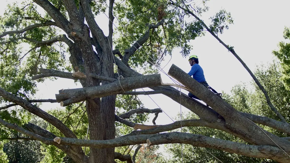 Professional Hazardous Tree Removal performed by certified arborists in East Marion