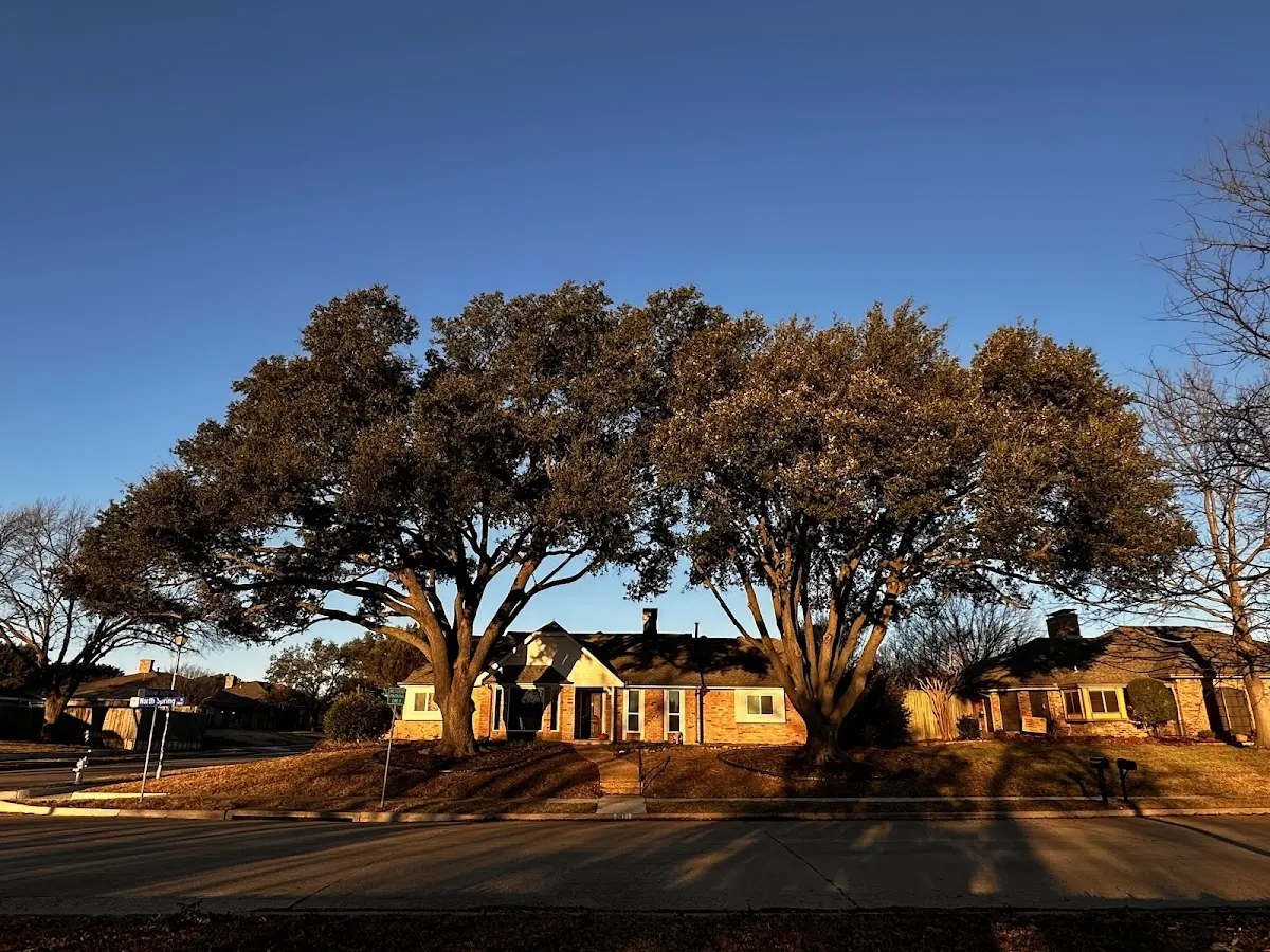 Established residential canopy tree shading a home in East Marion